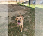 Small #2 Mutt