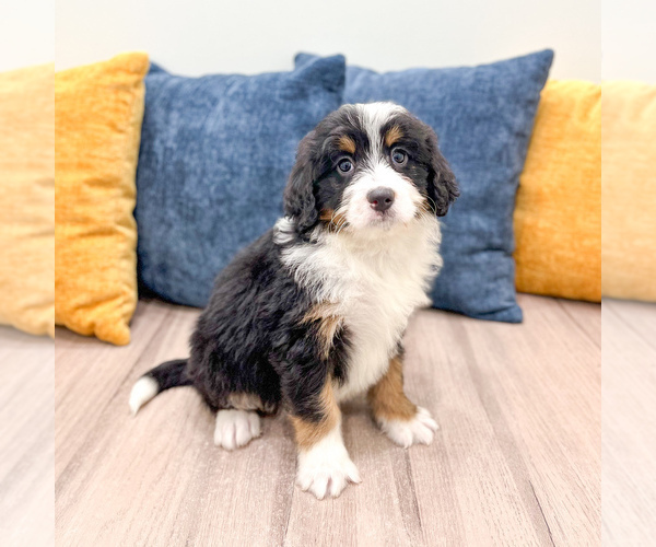 Medium Photo #4 Bernedoodle (Miniature) Puppy For Sale in DUNDEE, OH, USA