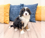 Small #3 Bernedoodle (Miniature)