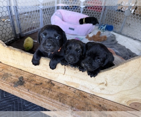Medium Photo #5 Cane Corso Puppy For Sale in LIVERMORE, CA, USA