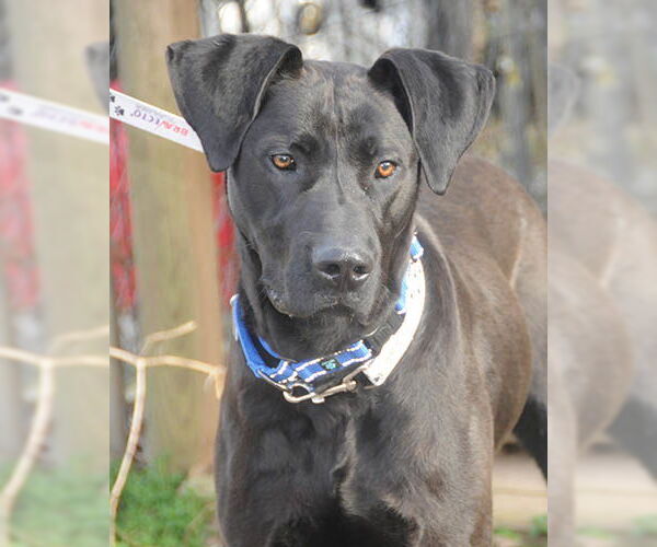 Medium Photo #5 Great Dane-Unknown Mix Puppy For Sale in Lake Wylie, SC, USA