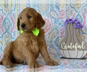 Goldendoodle Puppy for sale in LANCASTER, PA, USA