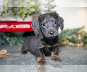 Medium Dachshund