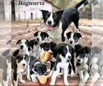 Small #3 Border Collie