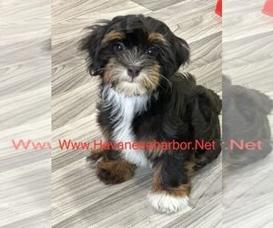 Havanese Puppy for sale in MBORO, TN, USA