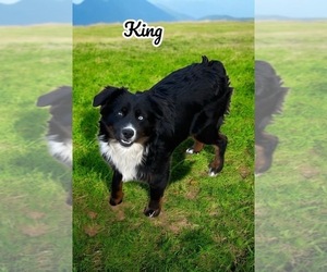 Father of the Miniature Australian Shepherd puppies born on 06/03/2025
