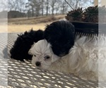 Small #11 Morkie