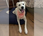 Small #2 Great Pyrenees Mix