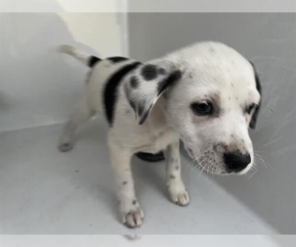 Medium Photo #1 Labrador Retriever-Unknown Mix Puppy For Sale in Houston, TX, USA