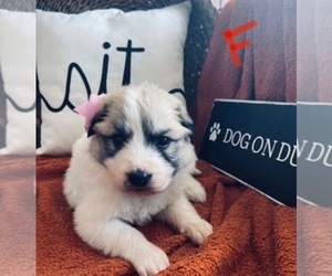 Great Pyrenees Puppy for Sale in FALCON, Colorado USA