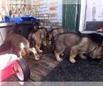 Small Photo #6 German Shepherd Dog-Siberian Husky Mix Puppy For Sale in HERNDON, PA, USA