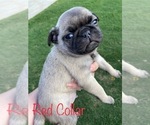 Small Photo #9 Pug Puppy For Sale in SUMTER, SC, USA