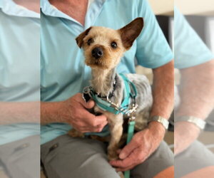 Mutt Dogs for adoption in Mundelein, IL, USA