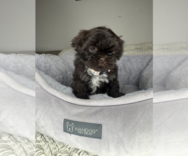 Medium Photo #2 Shih Tzu Puppy For Sale in MATTHEWS, NC, USA