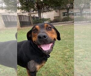 Rottweiler-Unknown Mix Dogs for adoption in Riverside, CA, USA