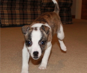 Boston Terrier-Jack Russell Terrier Mix Puppy for sale in REBERSBURG, PA, USA