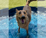Small #2 German Shepherd Dog Mix