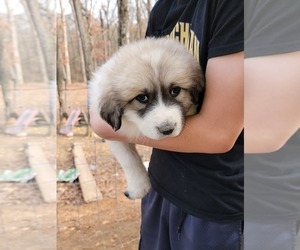 Great Pyrenees Puppy for sale in TROY, MO, USA