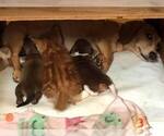 Small Photo #6 Dachshund Puppy For Sale in LAKEBAY, WA, USA