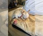 Small Photo #6 French Bulldog Puppy For Sale in WOODRUFF, SC, USA