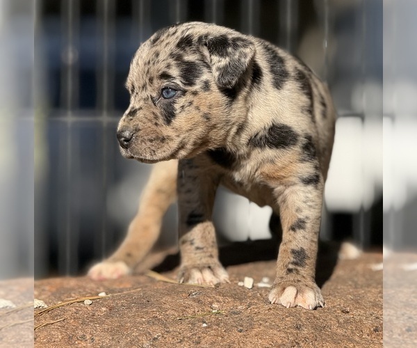 Medium Photo #6 Catahoula Leopard Dog Puppy For Sale in BUSHNELL, IL, USA