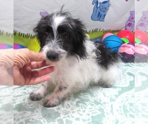 Medium Photo #6 Chiweenie-Poodle (Toy) Mix Puppy For Sale in RATTAN, OK, USA
