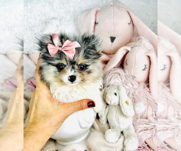Medium Photo #8 Pomeranian Puppy For Sale in FT LAUDERDALE, FL, USA