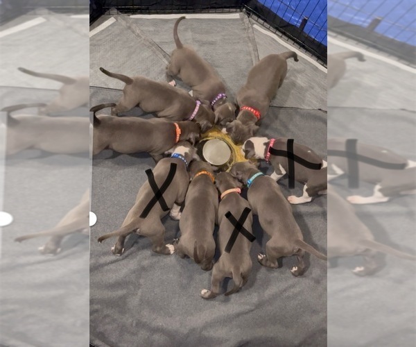 Medium Photo #1 American Staffordshire Terrier Puppy For Sale in GRAND PRAIRIE, TX, USA