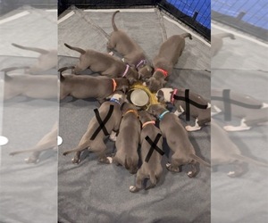 American Staffordshire Terrier Puppy for sale in GRAND PRAIRIE, TX, USA