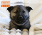 Puppy Buddy Norwegian Elkhound