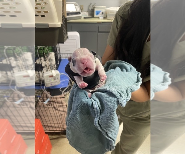 Medium Photo #42 French Bulldog Puppy For Sale in ARLETA, CA, USA