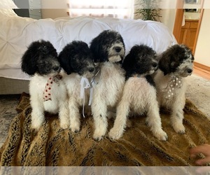 Poodle (Standard) Puppy for sale in EVERETT, WA, USA