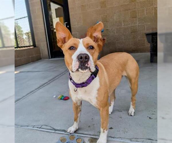 Medium Photo #3 American Pit Bull Terrier Puppy For Sale in Denver, CO, USA