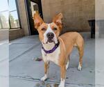Small #2 American Pit Bull Terrier