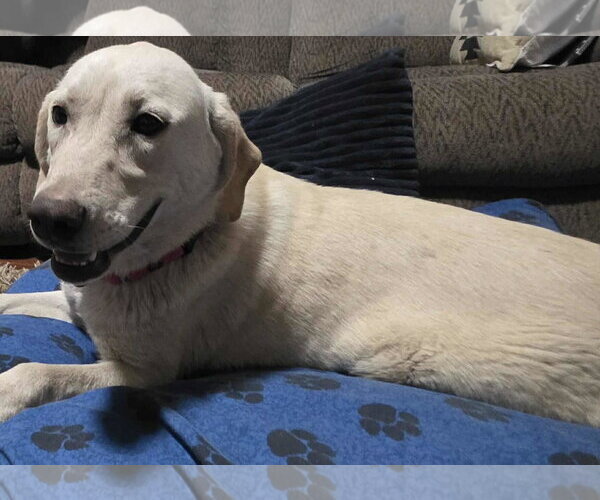 Medium Photo #9 Labrador Retriever-Unknown Mix Puppy For Sale in Minneapolis, MN, USA