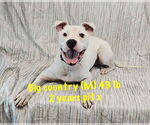 Small #6 American Pit Bull Terrier Mix