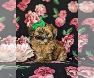 ShihPoo Puppy for sale in KIRKWOOD, PA, USA