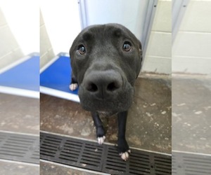 American Pit Bull Terrier-Labrador Retriever Mix Dogs for adoption in Montello, WI, USA