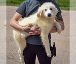 Small #1 Great Pyrenees