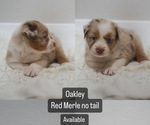 Puppy Oakley Schnauzer (Miniature)