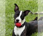 Small Bullboxer Pit
