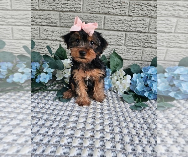 Medium Photo #3 Yorkshire Terrier Puppy For Sale in INDIANAPOLIS, IN, USA