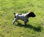 Small Photo #8 German Shorthaired Pointer Puppy For Sale in DALLAS, OR, USA