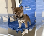 Puppy Black Shiba Inu