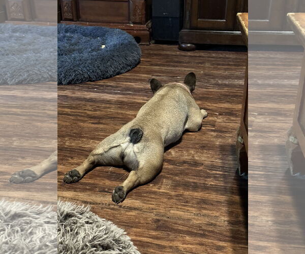 Medium Photo #4 French Bulldog Puppy For Sale in Fair Oaks, CA, USA