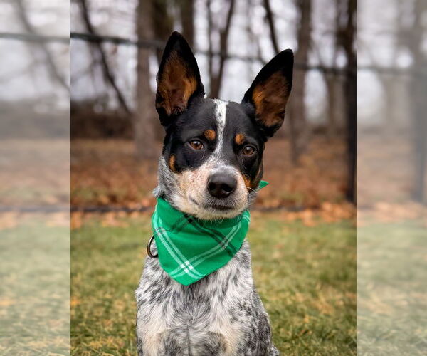 Medium Photo #2 Mutt Puppy For Sale in Garden City, NY, USA