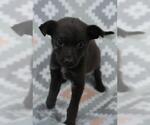 Small Mutt