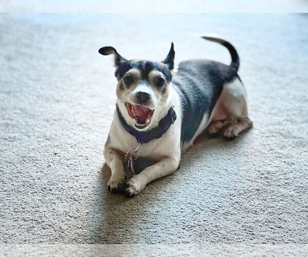 Medium Photo #4 Chihuahua-Unknown Mix Puppy For Sale in Pittsburg, CA, USA