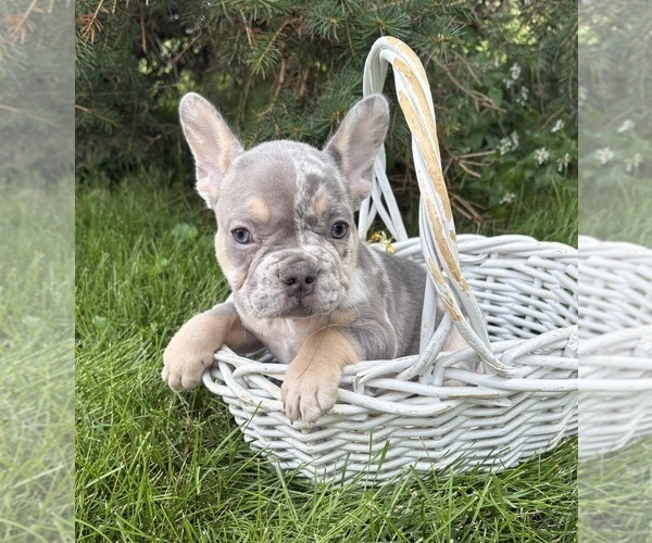 Medium Photo #3 French Bulldog Puppy For Sale in MIDDLEBURY, IN, USA