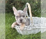 Small #2 French Bulldog